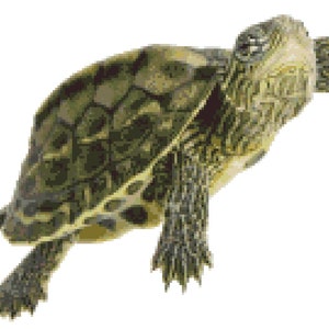 May include: A green turtle with a brown shell is walking on a white background. The turtle has a long tail and its head is raised.