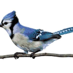 May include: A blue jay perched on a branch with its wings spread out. The bird has a blue head and back, white chest, and black markings around its eyes.