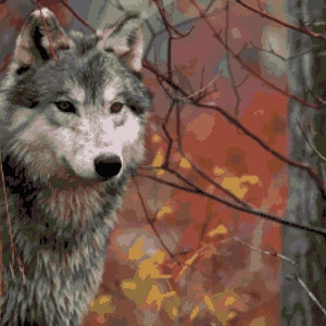 May include: A gray wolf with white markings on its face is looking directly at the camera. The wolf is standing in front of a background of red and orange leaves and branches.