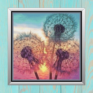 May include: Three dandelion seed heads with delicate white petals against a colorful sunset background. The colors in the image are pink, purple, orange, and blue.