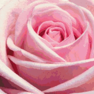 May include: A close-up of a pink rose with soft petals and a delicate center.