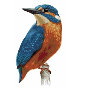 Peut inclure: Un martin-pêcheur bleu et orange perché sur une branche. L'oiseau a un long bec pointu et un corps bleu vif avec des accents orange.