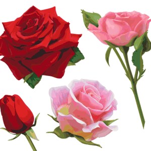 Op de afbeelding: Vier rozen, twee rode en twee roze, met groene bladeren en stelen. De rode rozen zijn volledig geopend, terwijl de roze rozen in verschillende stadia van bloei zijn.