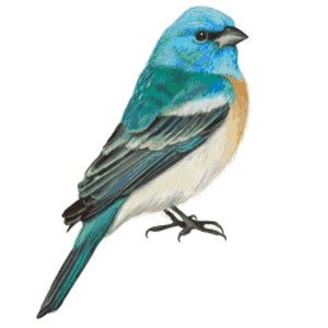 May include: A small blue bird with a white belly and a brown breast. The bird has a blue head and a black eye.