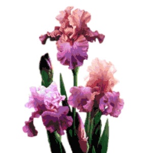 Puede incluir: Un ramo de tres flores de iris rosas y moradas con tallos y hojas verdes.