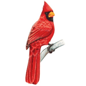 May include: A red cardinal bird perched on a branch with a white background.