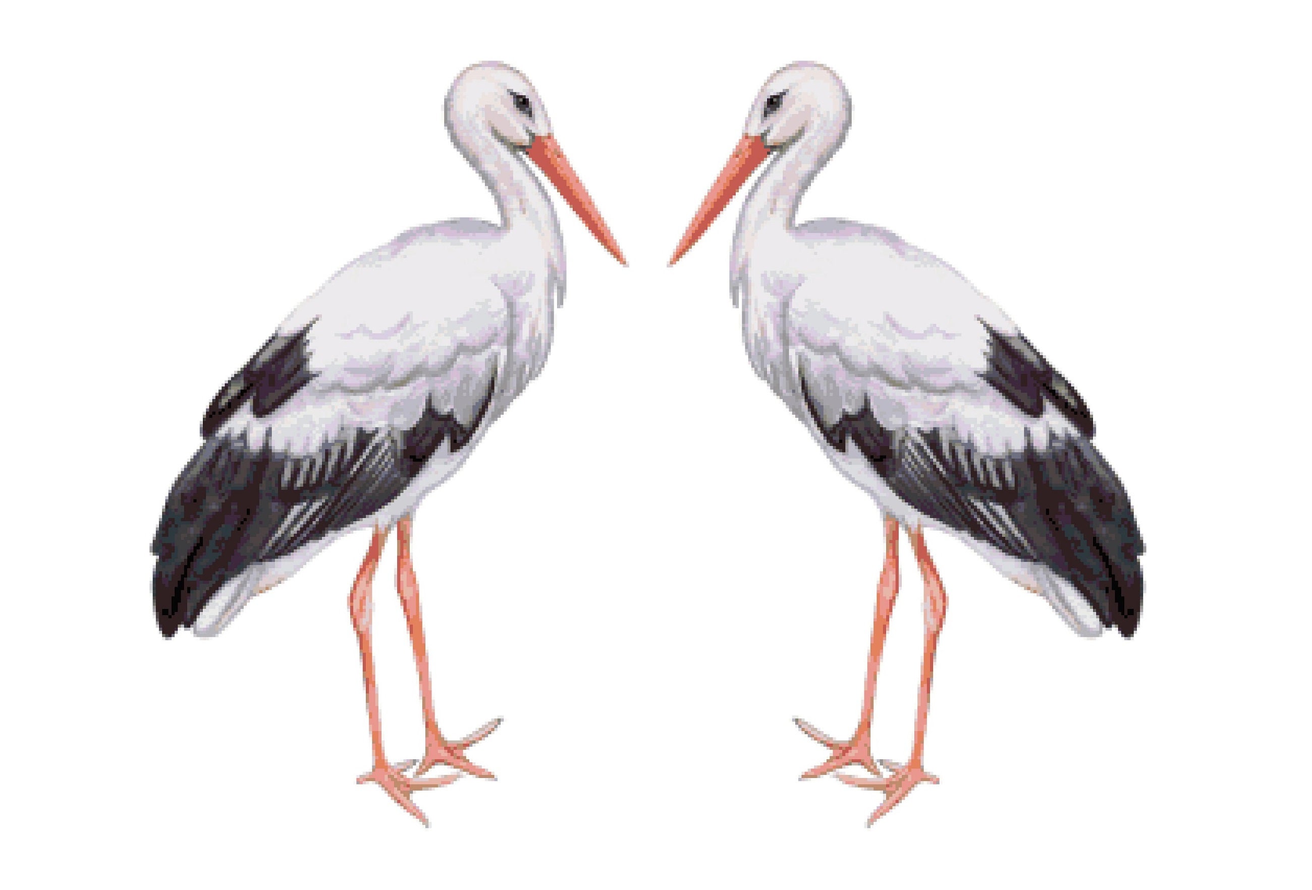 Woolly-Necked Stork Drawing by Abin Raj - Fine Art America