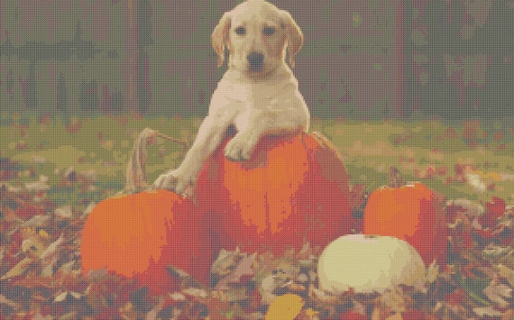 Puppy And Pumpkins Counted Cross Stitch Pattern Halloween Etsy