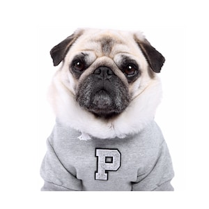 May include: A pug wearing a gray hooded sweatshirt with a white "P" on the front.
