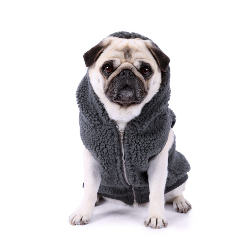 Pode incluir: Um pug marrom claro vestindo uma jaqueta de l&atilde; cinza com capuz. O c&atilde;o est&aacute; sentado e olhando diretamente para a c&acirc;mera.