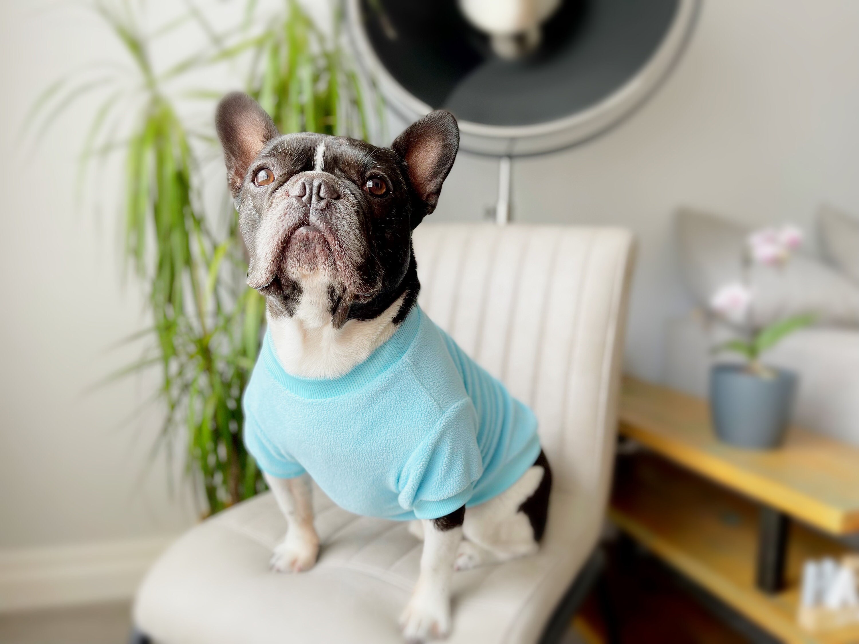 Baby Blue Dog Sweatshirt Baby Blue Fleece Dog Sweater Baby Etsy