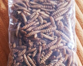 Black fly soldier larvae / Calci worms