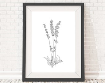 Black and white lavender plant line drawing illustration, 5x7, A5, 8x10, A4, 11x14 and A3 sizes available