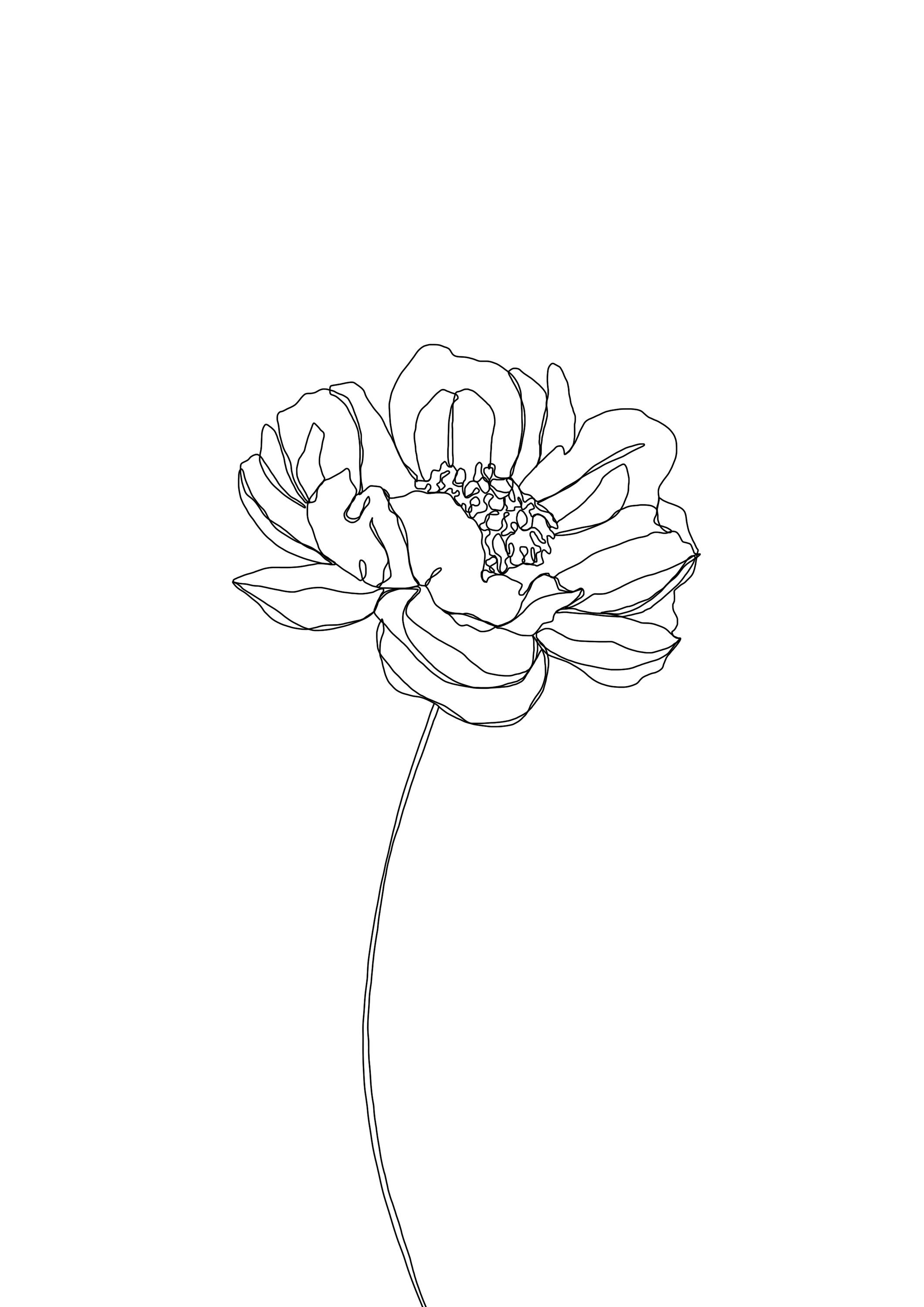 Stem Flower Illustration Art Print, Botanical Line Drawing, 5x7, A5