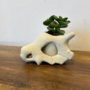 Puede incluir: Maceta de cerámica blanca con forma de cráneo de dinosaurio con una pequeña planta suculenta verde creciendo en su interior.