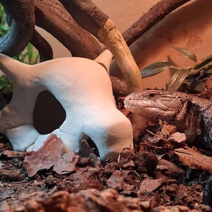 Puede incluir: Un lagarto skink de lengua azul en un terrario con un escondite de calavera de cerámica blanca. El lagarto está descansando en una cama de mantillo marrón y plantas verdes.