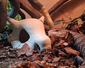 Bone Skull Terrarium Decor
