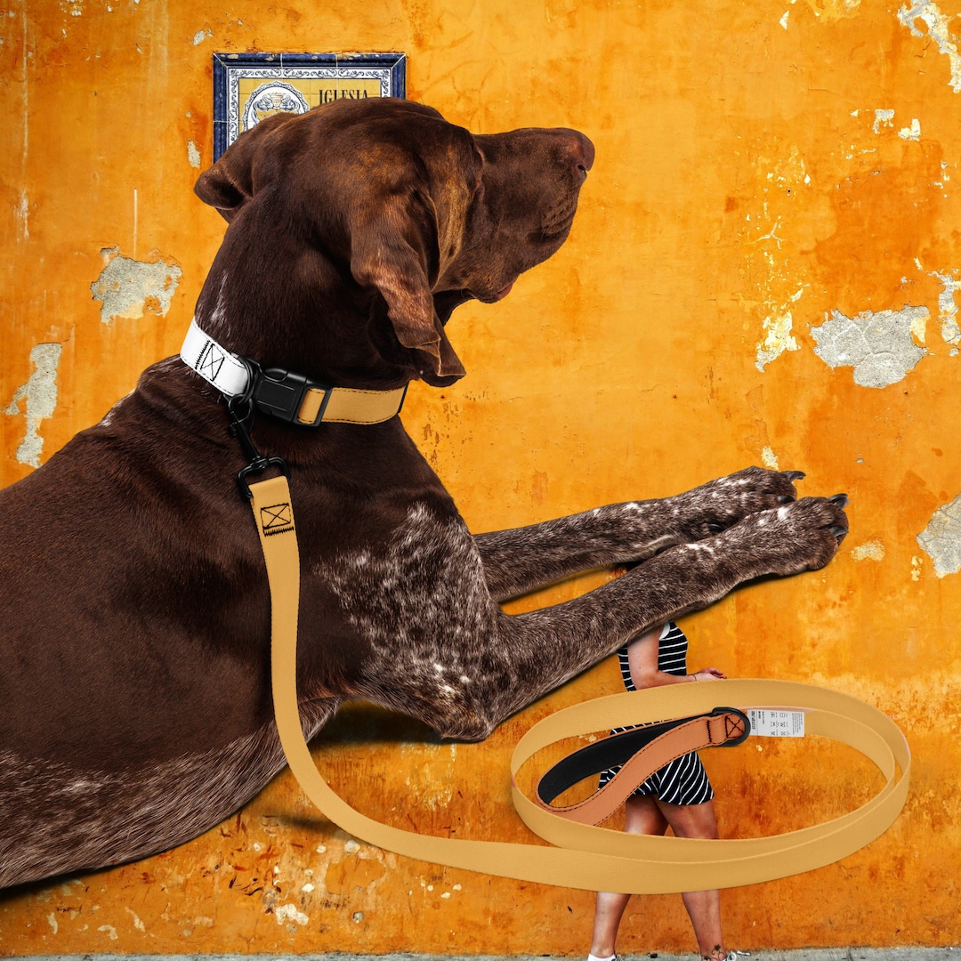 DOG COLLAR and LEASHES Set Stylish and Durable Adjustable Pet Collar