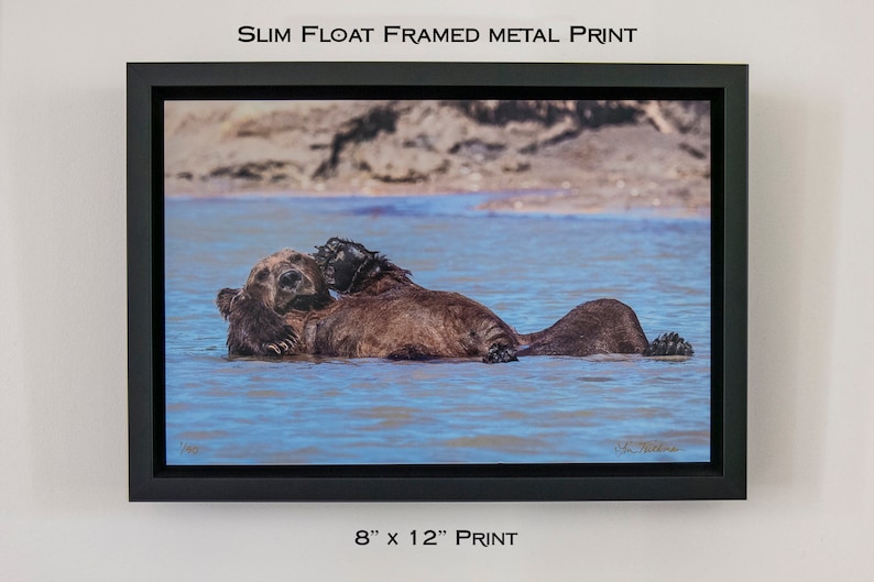 May include: A slim float framed metal print of two brown bears cuddling in a blue body of water. The print is 8 inches by 12 inches.