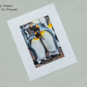 May include: A matted print of a group of king penguins huddled together. The penguins are white and black with yellow markings on their heads. The print is ready to be framed.
