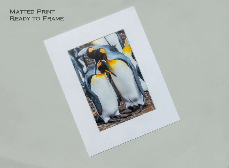May include: A matted print of a group of king penguins huddled together. The penguins are white and black with yellow markings on their heads. The print is ready to be framed.