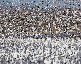 Blizzard of Snow Geese