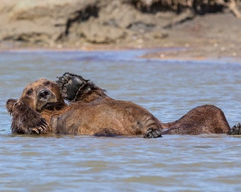 Grizzly Bear Bathing in Alaska Photograph - Limited Edition Print