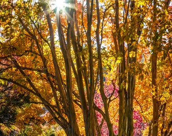 Sparkling Autumn Colors