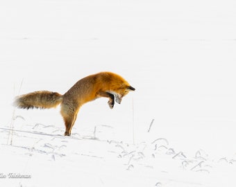 Fox Hunting Photo Print: Signed Limited Edition