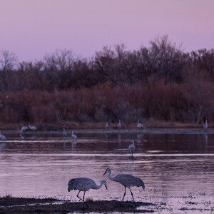 May include: Two sandhill cranes stand in a shallow body of water with their reflections visible. The cranes are facing each other with their heads tilted down. The water is a light purple color and the sky is a pale lavender. A full moon is visible in the sky.