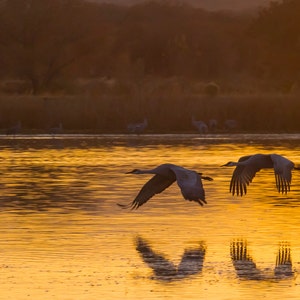 May include: Two sandhill cranes fly in formation over a golden lake at sunset. The cranes are silhouetted against the bright orange sky.