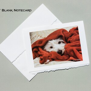 May include: A white dog with a red blanket over its head. The dog is looking at the camera. The image is on a white notecard with a torn edge.