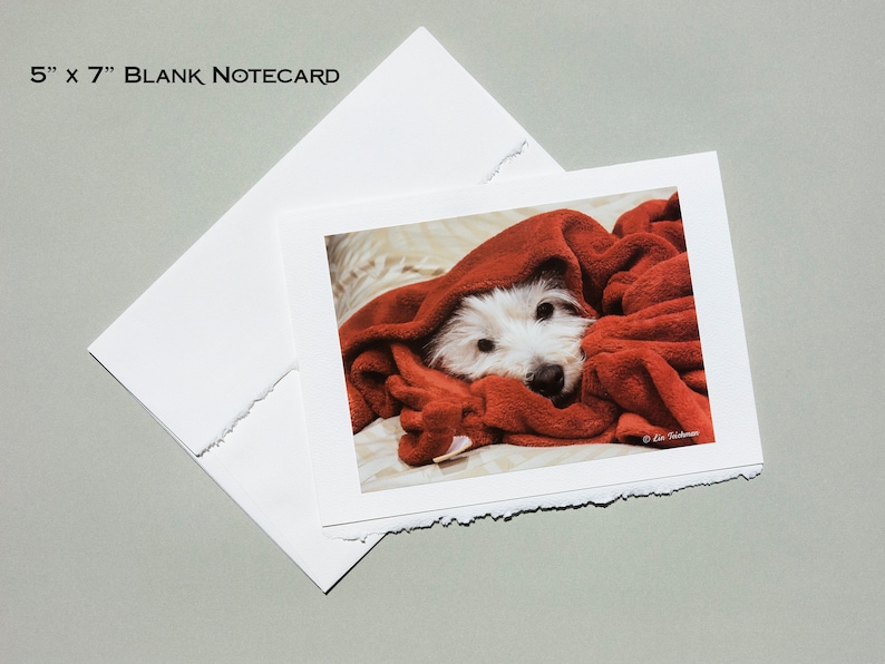 May include: A white dog with a red blanket over its head. The dog is looking at the camera. The image is on a white notecard with a torn edge.