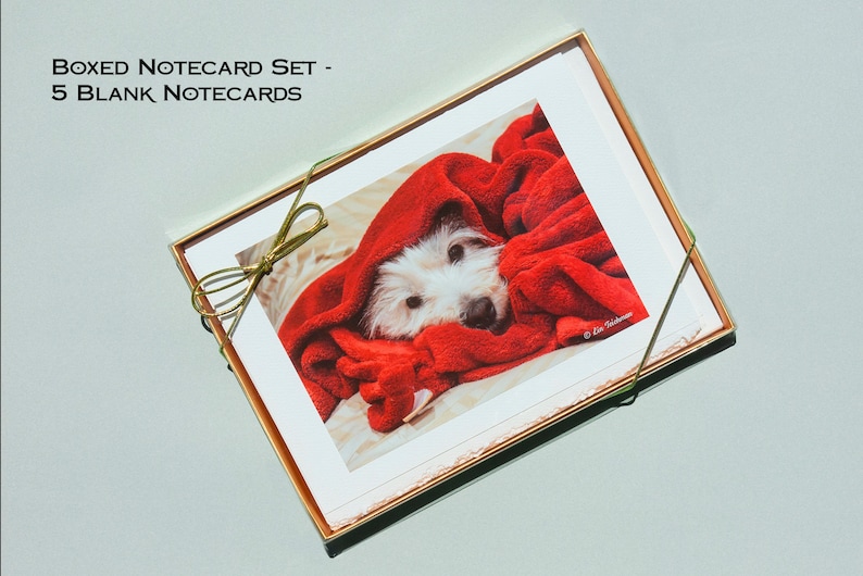 May include: A boxed set of 5 blank notecards featuring a white dog with a red blanket over its head. The box is tied with a gold ribbon.