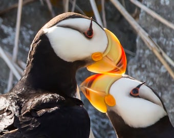 Nuzzling Puffins Photo Print: Limited Edition Love Birds