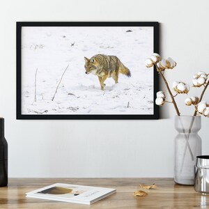 Yellowstone Coyote Photo Print: Winter Wildlife Art image 2