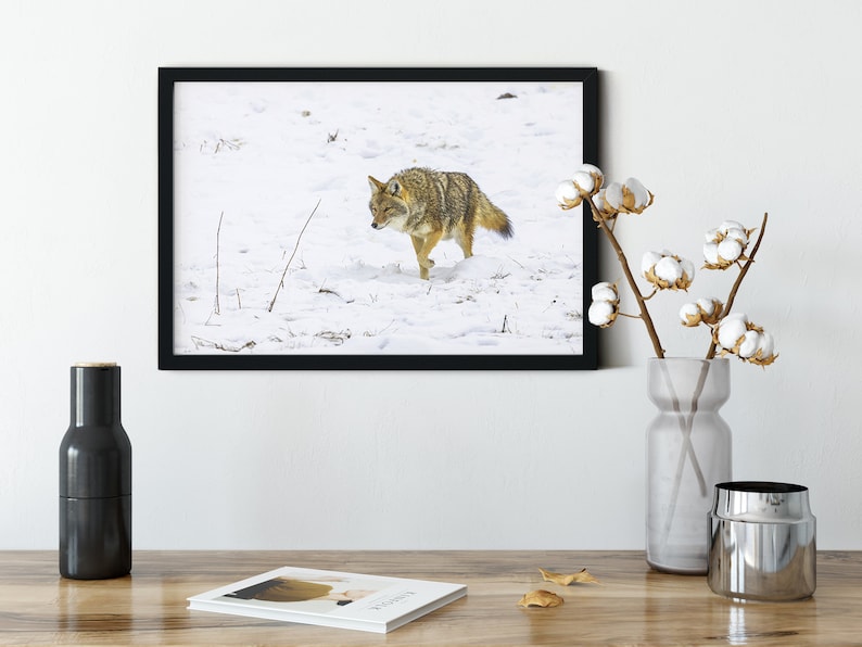 Yellowstone Coyote Photo Print: Winter Wildlife Art image 2