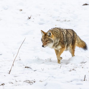 May include: A coyote walks through a snowy field. The coyote is brown and gray with a bushy tail.