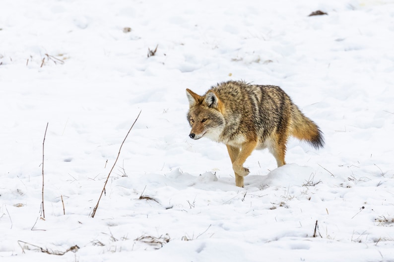 May include: A coyote walks through a snowy field. The coyote is brown and gray with a bushy tail.