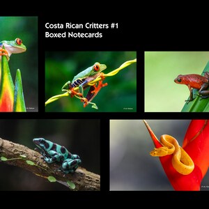 Boxed Notecard Set - Costa Rica Critters 1
