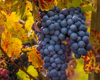 Autumn Vineyard Photo Print: Purple Grapes, Harvest Decor