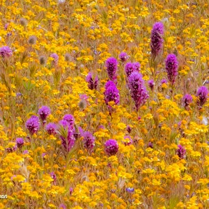 Purple and Gold Spring
