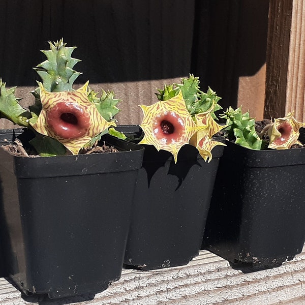 Huernia Zebrina (Lifesaver Cactus) - Live Rooted Plant in 2" Planter - Exotic Succulent for Stylish Gardens