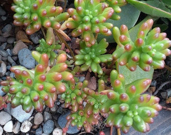 Sedum Rubrotinctum - Jelly Bean Plant for Colorful Gardens - Live Rooted Plant In 2" Planter