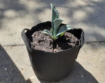 AGAVE AMERICANA | Century Plant | Live Rooted Plant | 4-inches and 6-inches tall