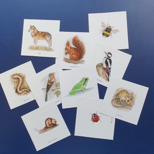 156種類の動植物をモチーフにした森林教育・保育園・小学校向けの絵カード