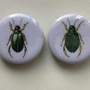 Fridge Magnets Yellow-winged Beetle Set of 2