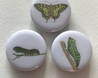 Fridge magnets “Swallowtail - stages of development” set of 3