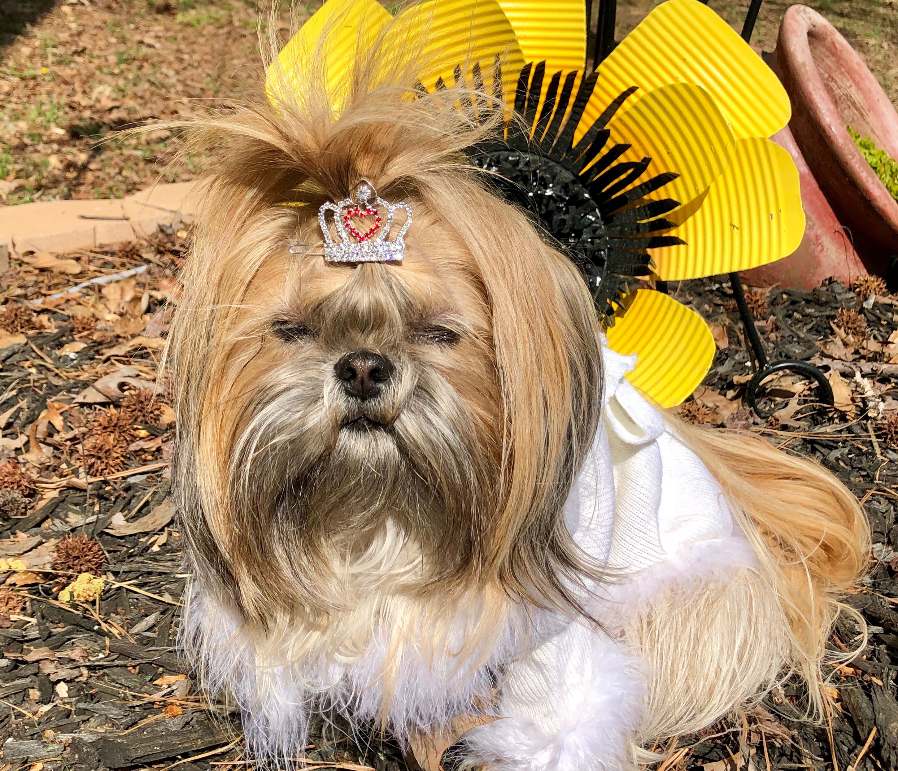 dog crowns and tiaras