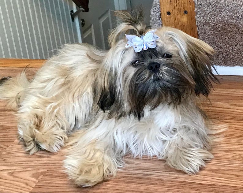 Patriotic Silver Foil Hologram Stars Stripes Firework Glitter Red White Blue Stars Stripes Dog Bow Independence Day Veterans Dog Hair Bows